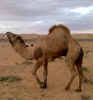 على الورفلى  أنا أبن حلال من ليبيا  أبحث  عن زوجة - موقع زواج عرسان