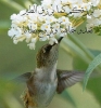 alamin أنا أبن حلال من السودان أبحث عن زوجة - موقع زواج عرسان alamin أنا أبن حلال من السودان أبحث عن زوجة - موقع زواج عرسان