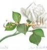 Mostafs shawky أنا أبن حلال من البوسنة أبحث عن زوجة - موقع زواج عرسان Mostafs shawky أنا أبن حلال من البوسنة أبحث عن زوجة - موقع زواج عرسان