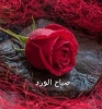 نونة يوسف  أنا بنت حلال من مصر  أبحث  عن زوج - موقع زواج عرسان